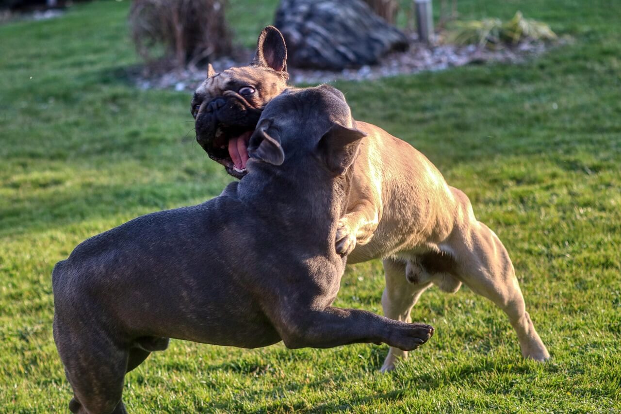 wat te doen als je door een hond wordt gebeten