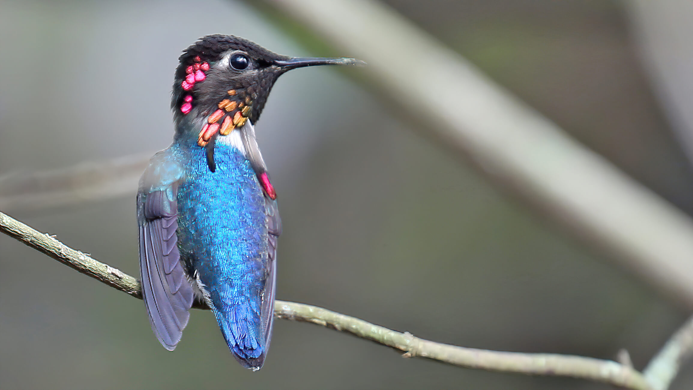 kleinste vogel ter wereld