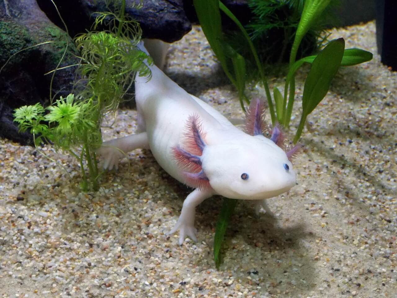 axolotl weetjes