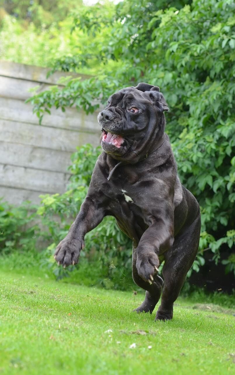 zoomies hond